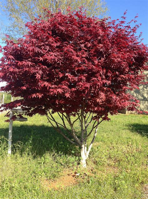 japanese maple bloodgood tree
